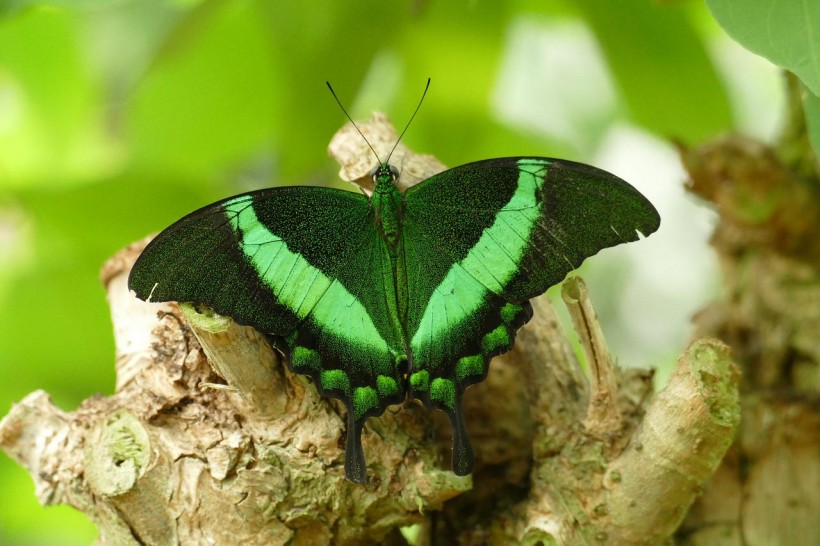  Butterflies Can Break Off Wing Tails Easily to Escape Predators, Study Suggests