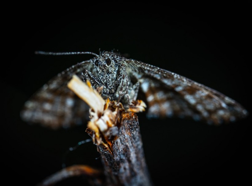 New Noise-Cancelling Metasurface Developed from Moth Wings, Absorbs Almost 90 Percent of Sound