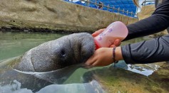 COLOMBIA-CONSERVATION-MANATEE-ORPHAN
