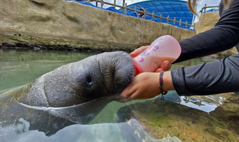 COLOMBIA-CONSERVATION-MANATEE-ORPHAN