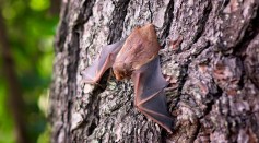  Bat in Colorado Tested Positive With Rabies: Here's How to Avoid Risk of Infection