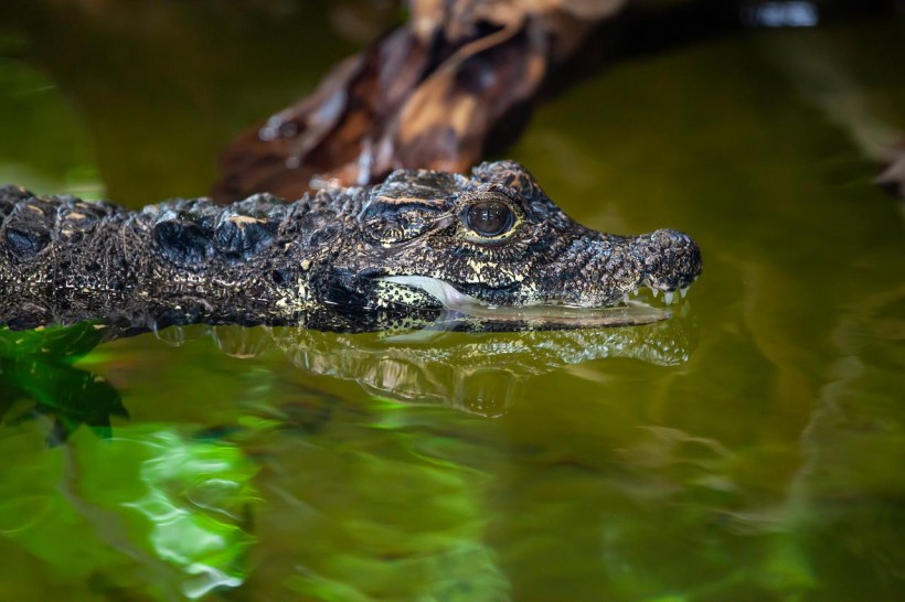  12-Foot Giant Dwarf Crocodiles From 18 Million Years Ago Preyed on Human Ancestors, Study Reveals