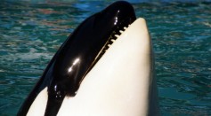  Killer Whale Corky Who Lived in SeaWorld for 48 Years Labelled Saddest in the World After Losing 7 Babies