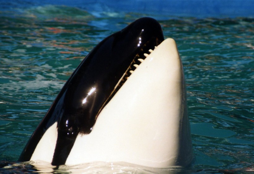  Killer Whale Corky Who Lived in SeaWorld for 48 Years Labelled Saddest in the World After Losing 7 Babies