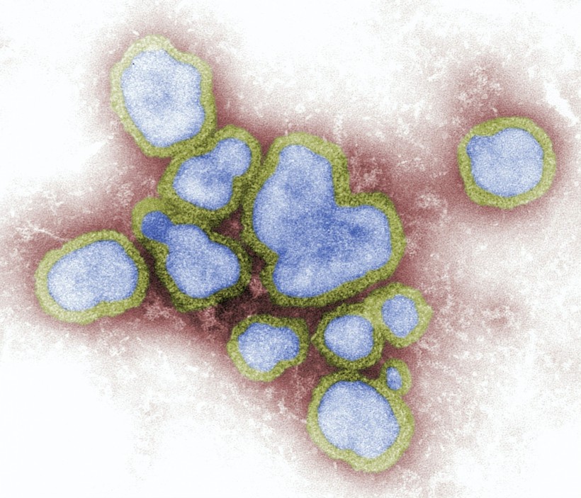  Protein That Plays Key Role in Inhibiting Flu Virus Replication Opens Possibilities for New Antivirals for Influenza