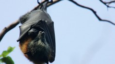 Wild Bat