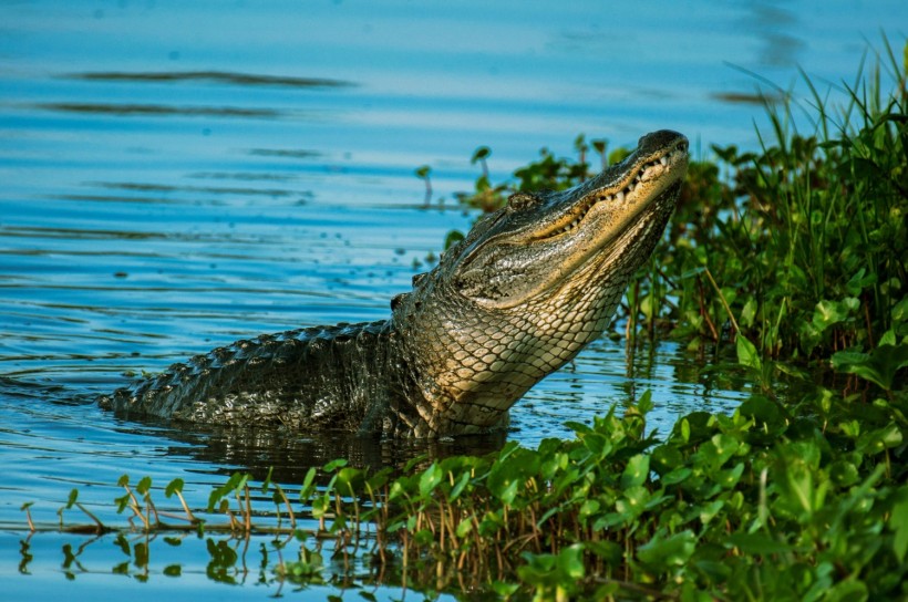  40-Pound Labrador Died After A 9-Foot Alligator Grab It Head First Near A Local Park's Waterway in Florida