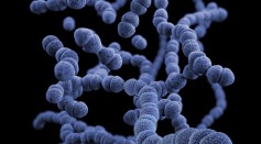  Largest Bacterium Ever Found is 5,000 Times Bigger Than Most Bacteria