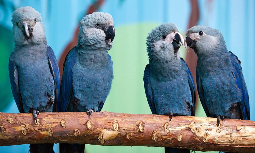 Spix's macaws