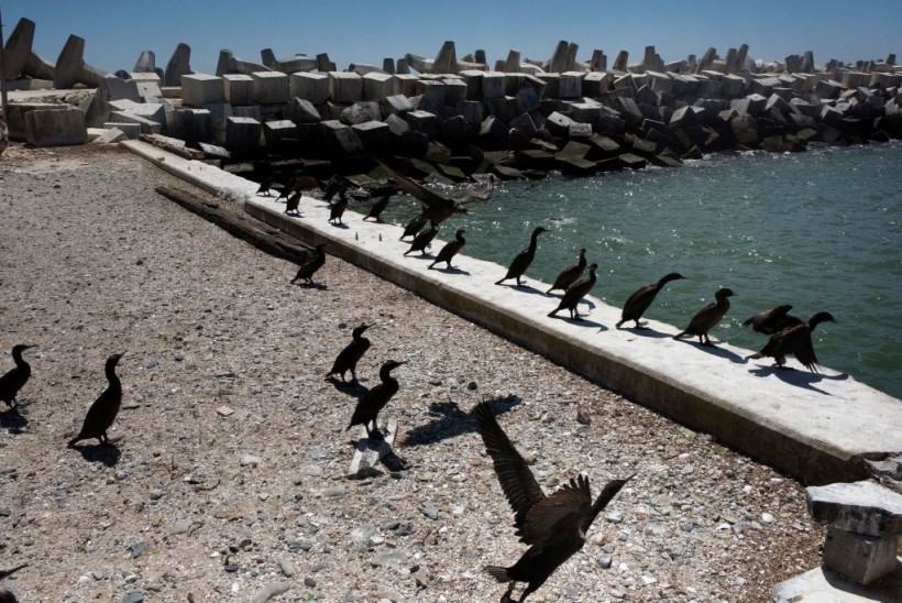 Cormorants