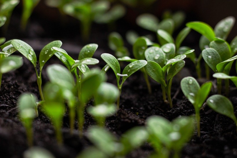  Novel Way of Growing Plants in the Dark Uses Artificial Photosynthesis to Make Food Production More Efficient