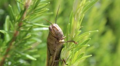  Oregon Pushes to Eliminate Swarms of Mormon Crickets in the State to Prevent Further Crop Damage