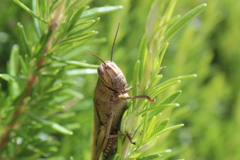  Oregon Pushes to Eliminate Swarms of Mormon Crickets in the State to Prevent Further Crop Damage