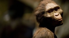 Lucy the Australopithecus