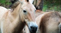 Birth of A Rare  Horse Celebrated in British Zoo After Almost Going Extinct in the Wild
