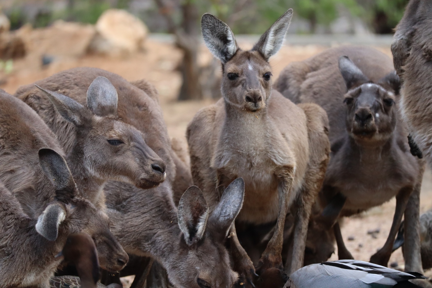 Các loài Kangaroo khổng lồ cổ đại ở New Guinea không liên quan đến chuột túi hiện đại Australia;  Nghiên cứu nói
