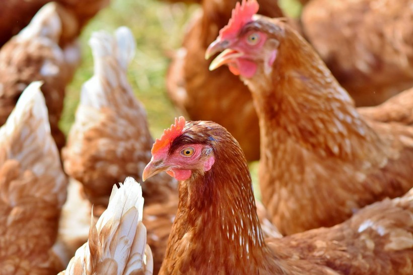  Novel Artificial Intelligence Can Determine Distress Calls From Chickens With 97% Accuracy