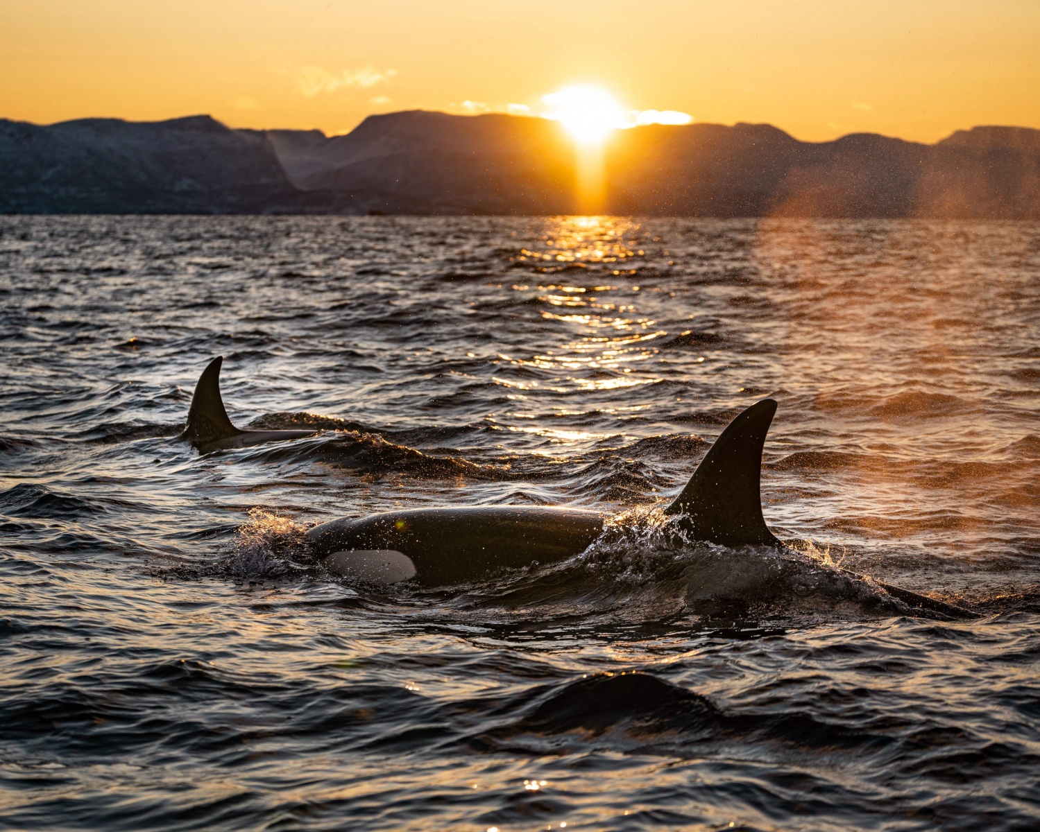 Orca Vs. Great White Shark In Cape Town, South Africa; Killer Whales ...