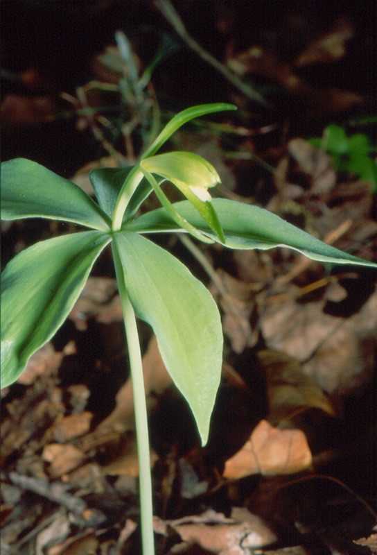 Isotria medeoloides, small whorled pogonia