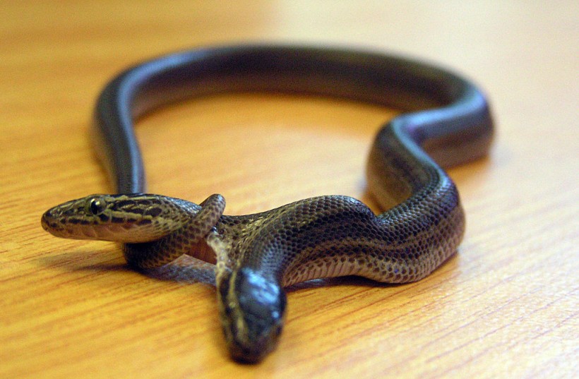 A two-headed snake, born in Northlands P