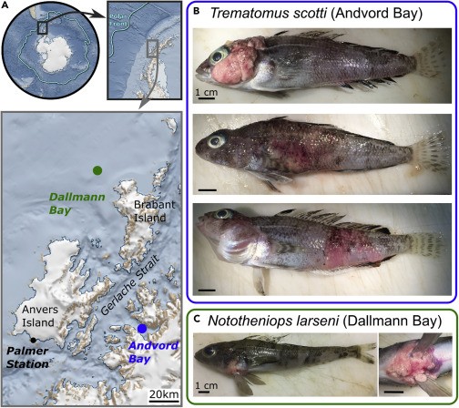 Figure 1. Capture locations and affected Antarctic notothenioid specimens