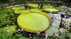 Kew Names Giant Waterlily Species New To Science