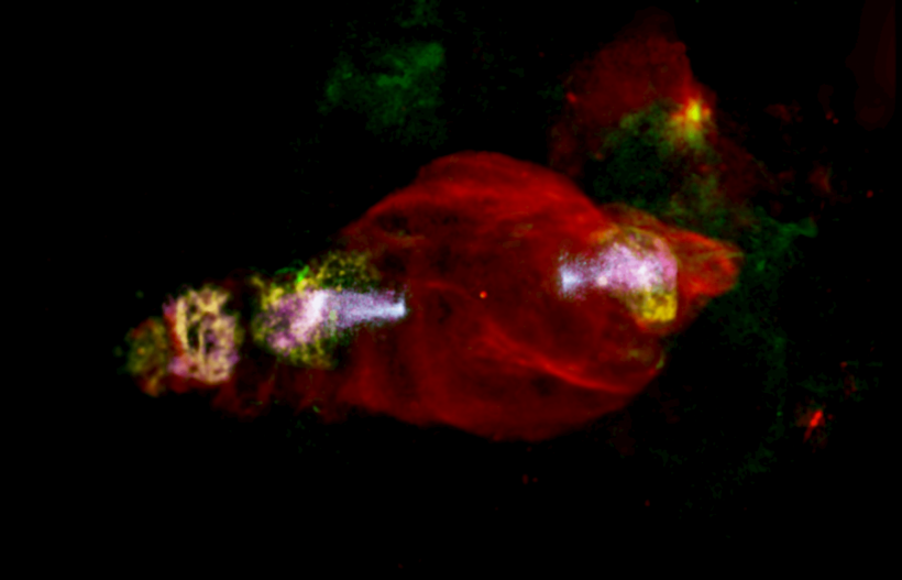 Cosmic manatee accelerates particles from head
