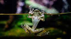 Strange Death of Ancient Frogs in Prehistoric Swamp Solved, What Caused The Genocide?