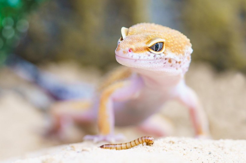  Geckos Have Nanometer-Thin Lipids in Their Feet That Allows Them to Stick to Walls, Study Reveals