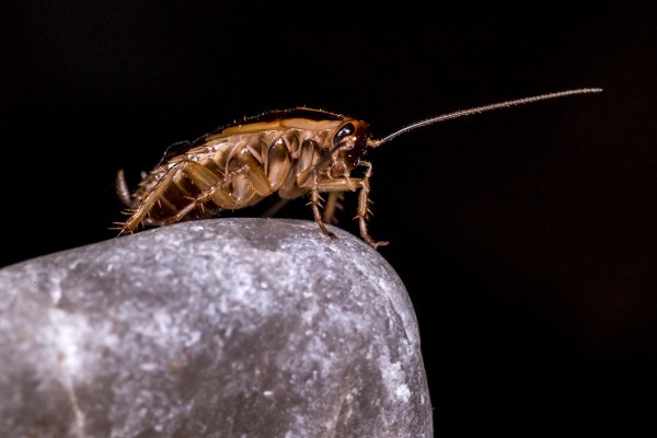 Cockroaches cut sweets — thus baits — out of their diets