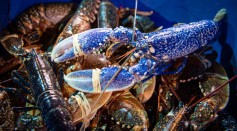 Rare Blue Lobster