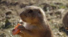  Pocket Gophers Join Humans As the Only Species That Farm Their Food, study Reveals