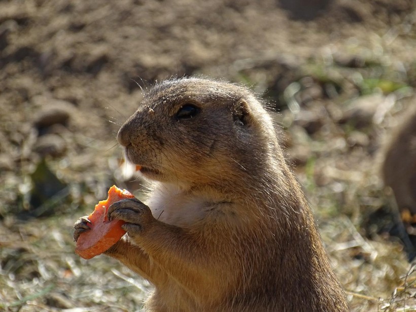  Pocket Gophers Join Humans As the Only Species That Farm Their Food, study Reveals