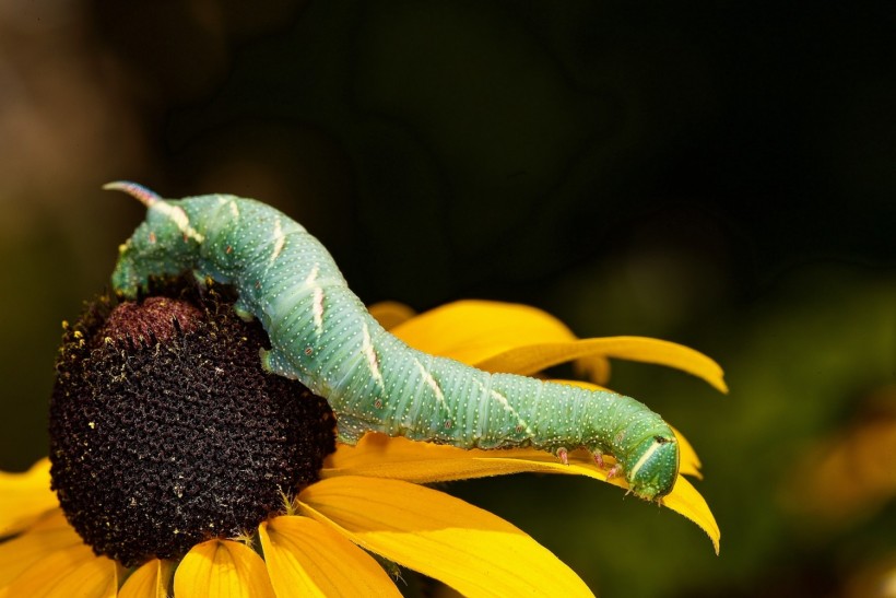 Catterpillar