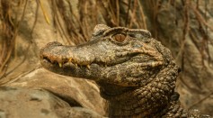  4- to 5-Foot Alligators Spotted in Michigan Campus Believed to be Dumped Pets