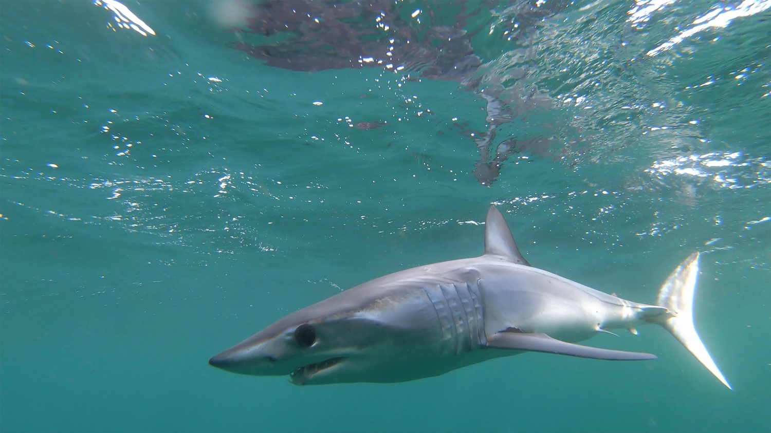 Mako Shark Attack Red Sea - Geneva Campbell Trending