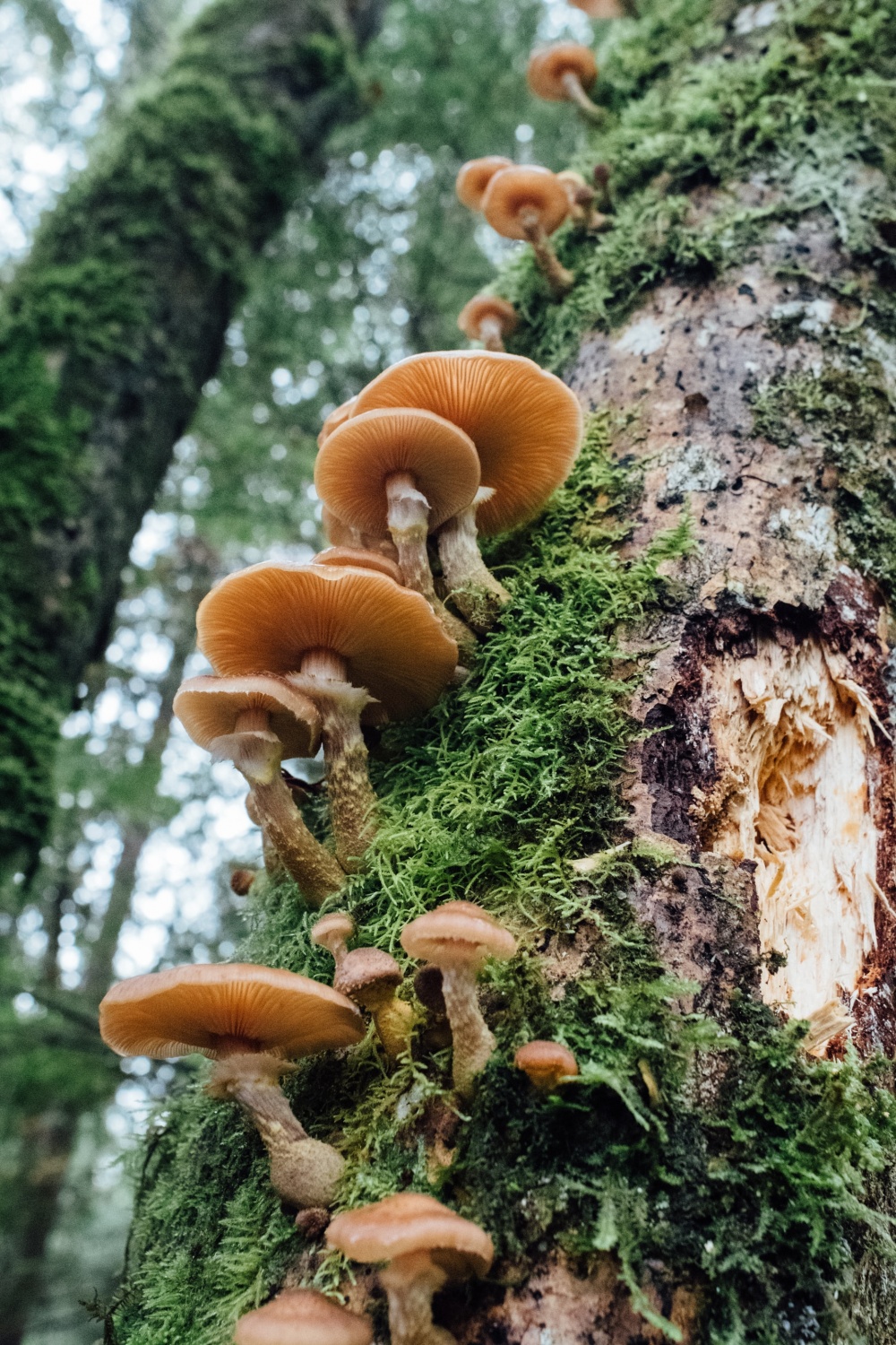 New Fungi Species Discovered in the Cairngorms Mountains Science Times