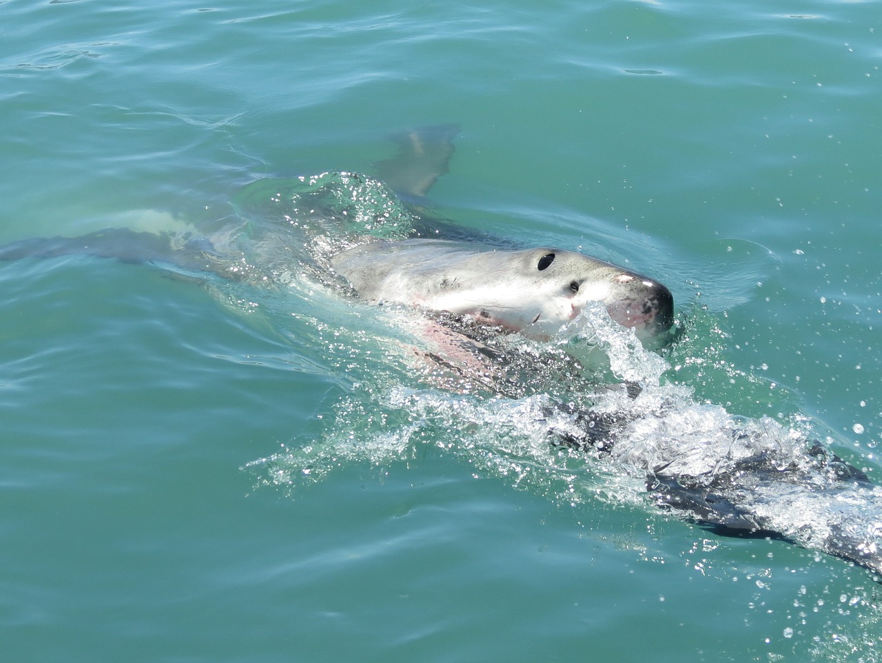 Sharks mistaking feet for fish are likely behind Long Island attacks