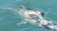  Five Recent Shark Attacks on New York's Long Island Happened Due to Mistaken Identity, Experts Say
