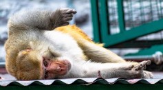  Killer Monkey Throws Off Four-Month-Old Baby From the Roof of a Three-Story House in India