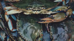  Invasive Green Crabs Turned Into Whiskey as a Unique Way to Help Reduce Their Population