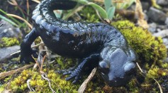 Black-bellied salamander