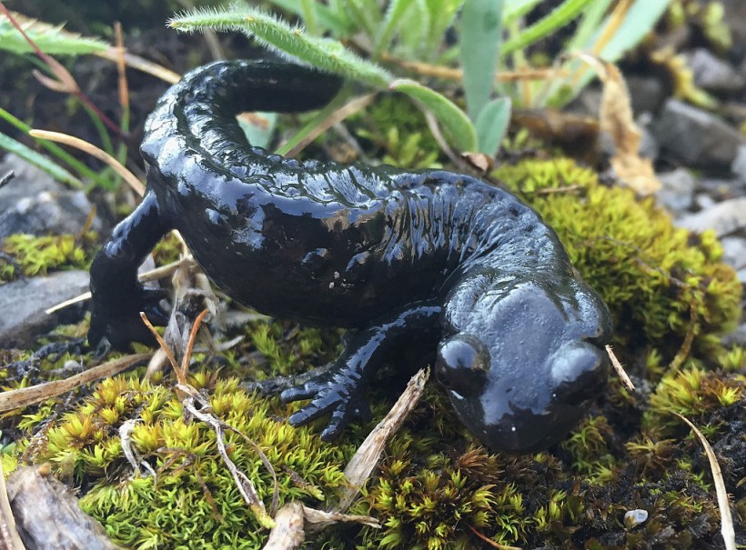 Black-bellied salamander