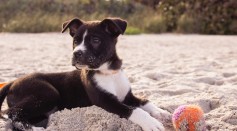Short-coated black and white puppy playing on gray sands