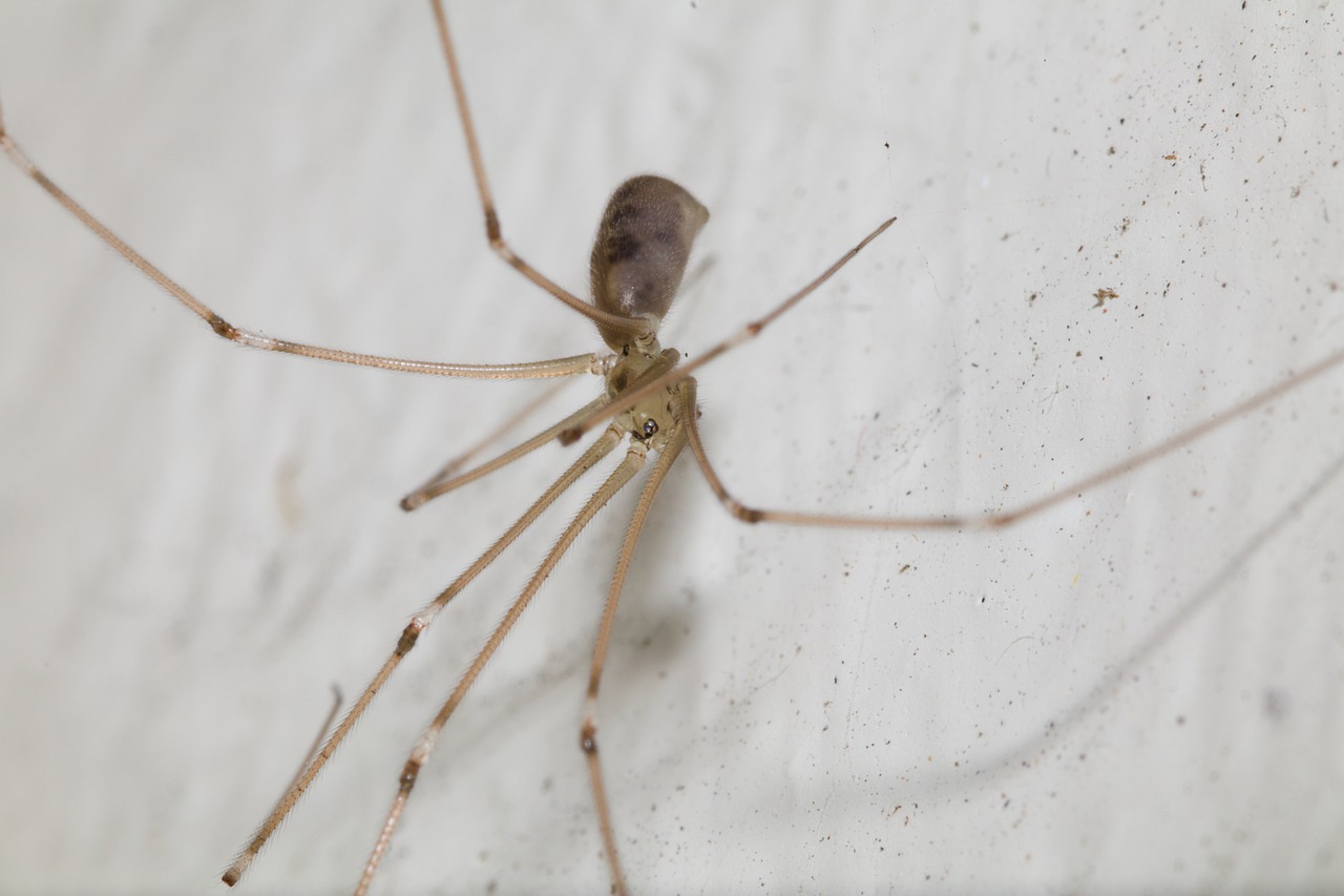 Myth: Daddy-longlegs would be deadly but