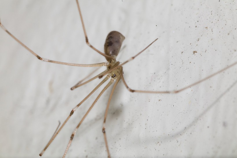  Deadly Spiders: How Dangerous Are These Eight-Legged Insects to Humans?
