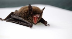 A close up of a bat