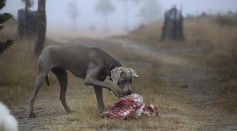  Dogs Fed With Raw Meat More Likely to Have Antibiotic-Resistant Bacteria That May Be Passed to Humans