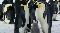 Penguin evolutionary rate