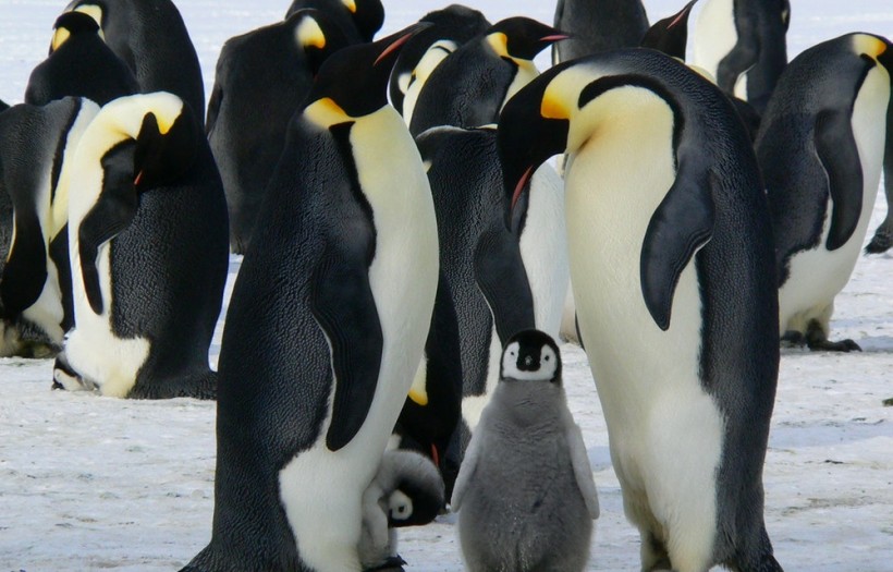 Penguin evolutionary rate
